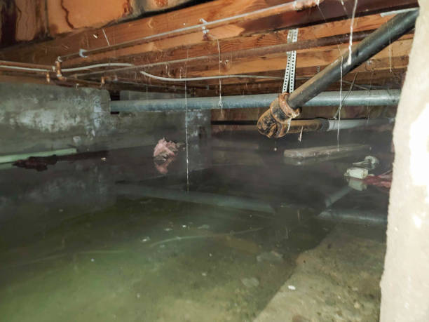 Best Local water damage restoration  in Melrose Park, NY
