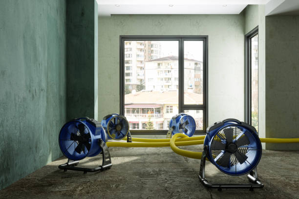 Best Mold removal after water damage  in Melrose Park, NY